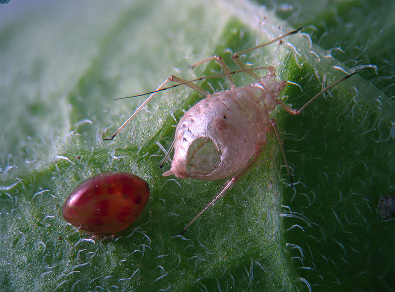 Coreidae: uovo e neanide di Coreus marginatus (Coreidae)